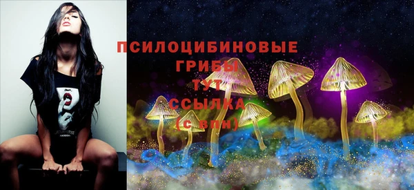 прущие грибы Новокубанск